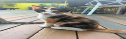 British Shorthair cats for sale: Beautiful British Shorthair Kittens – £300 for 2! - Advert 31