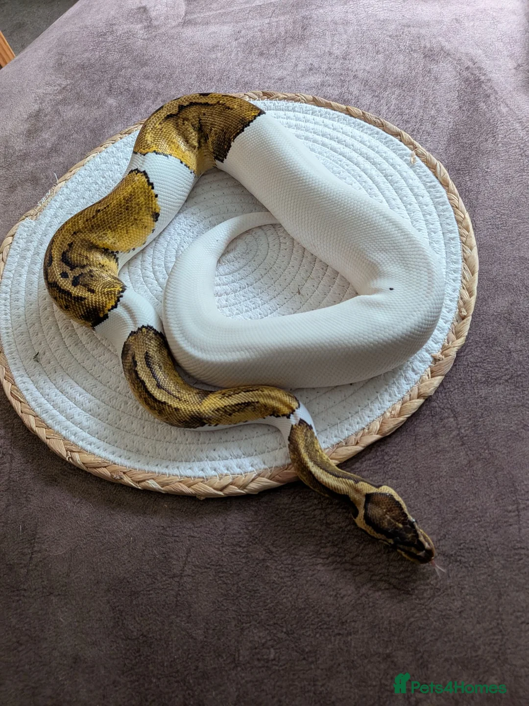 Python Snake reptiles for sale: Royal pythons for sale - Advert 1