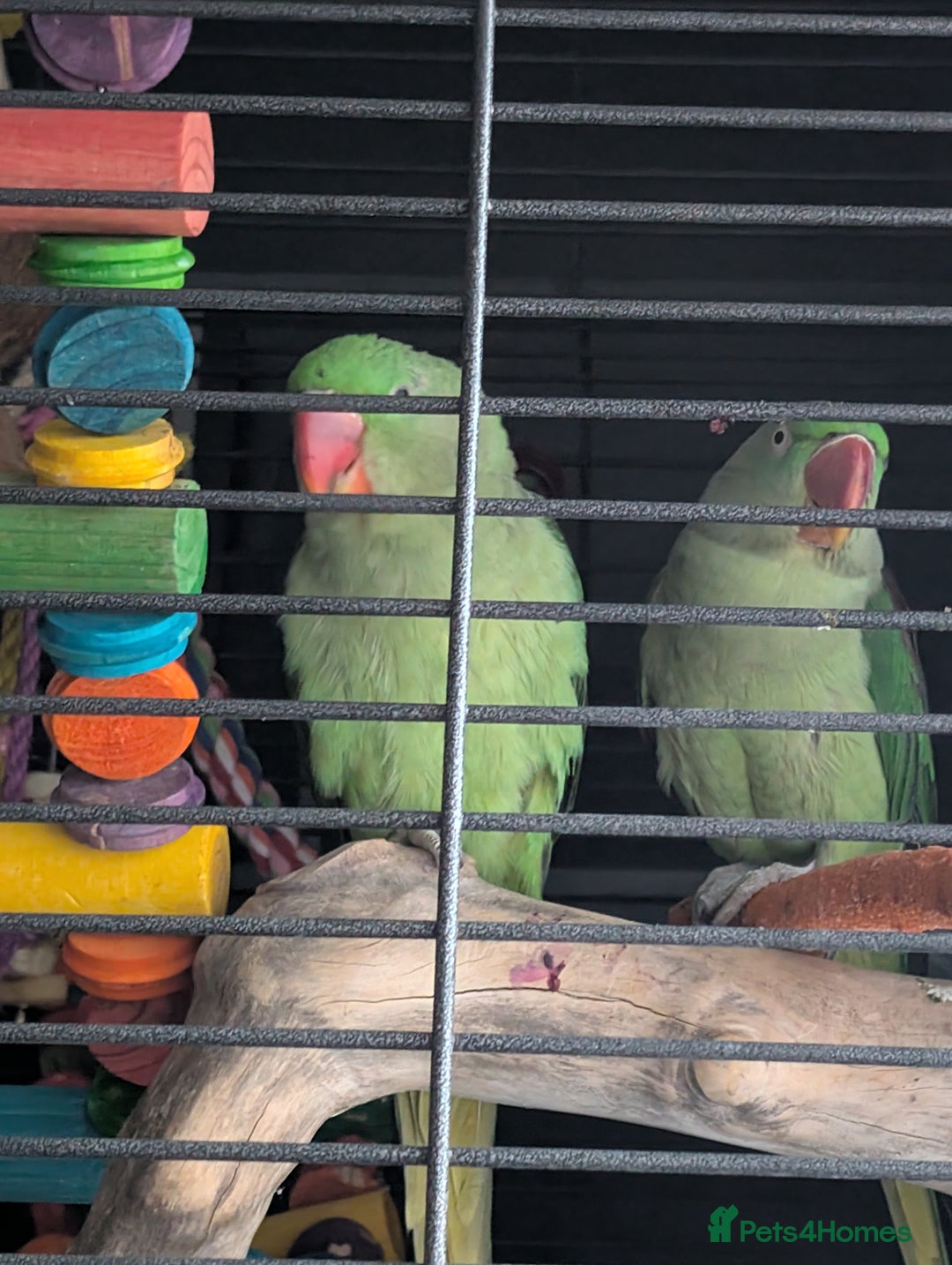 Parrots birds for sale: Alexandrians - Advert 1