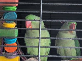 Parrots birds Alexandrians - Advert 6