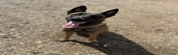Belgian Shepherd Dog dogs for sale: 🐾 Ruby – Looking for Her Forever Home 🐾 - Advert 4