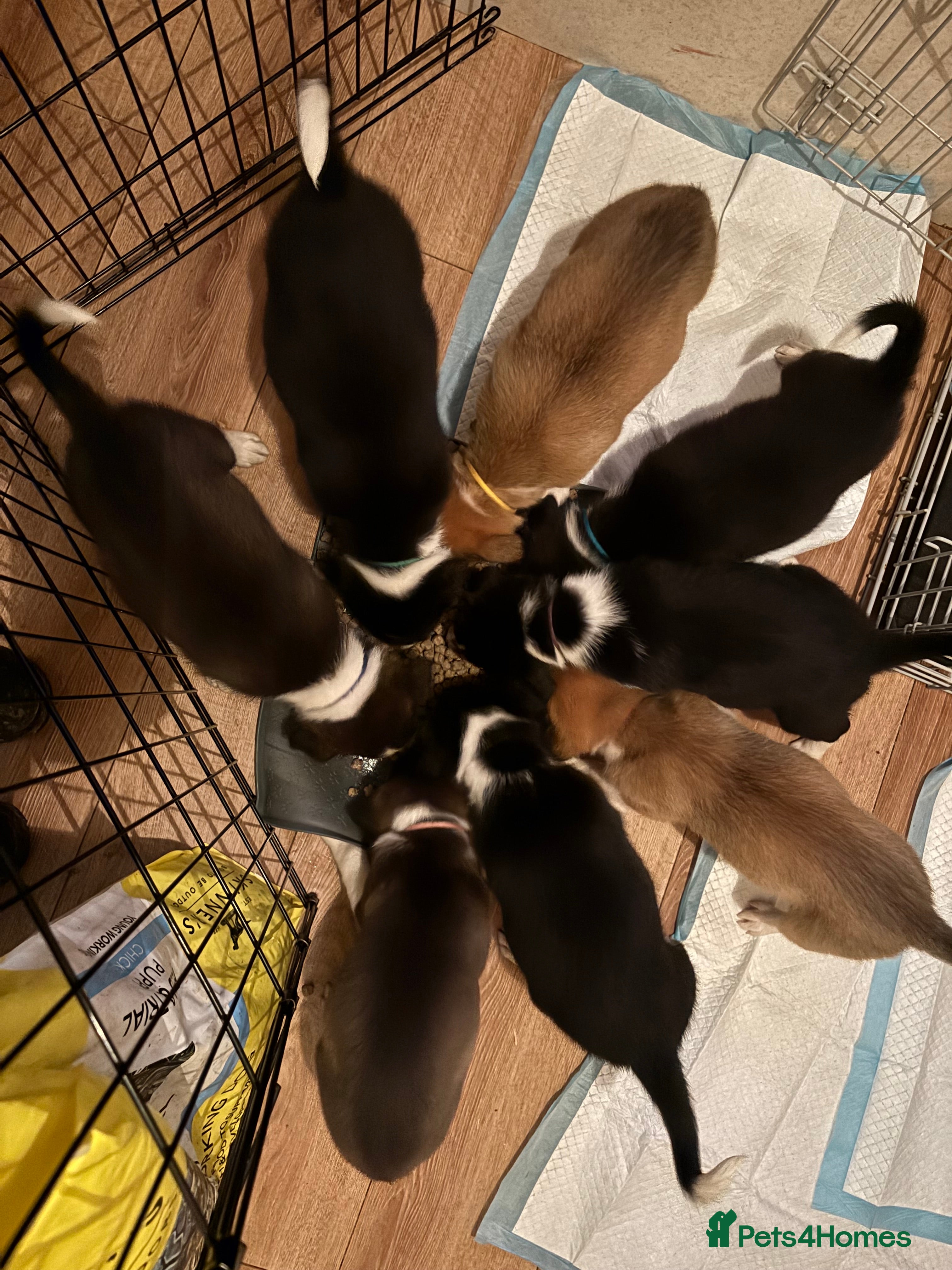 Mixed Breed dogs Working Welsh sheepdog X Border collie pups - Advert 2