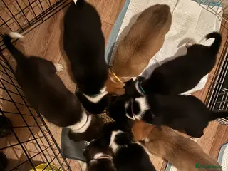 Mixed Breed dogs Working Welsh sheepdog X Border collie pups - Advert 2