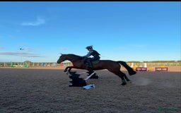 Welsh Section D horses for sale: Beautiful Welsh partbred mare  - Image 2