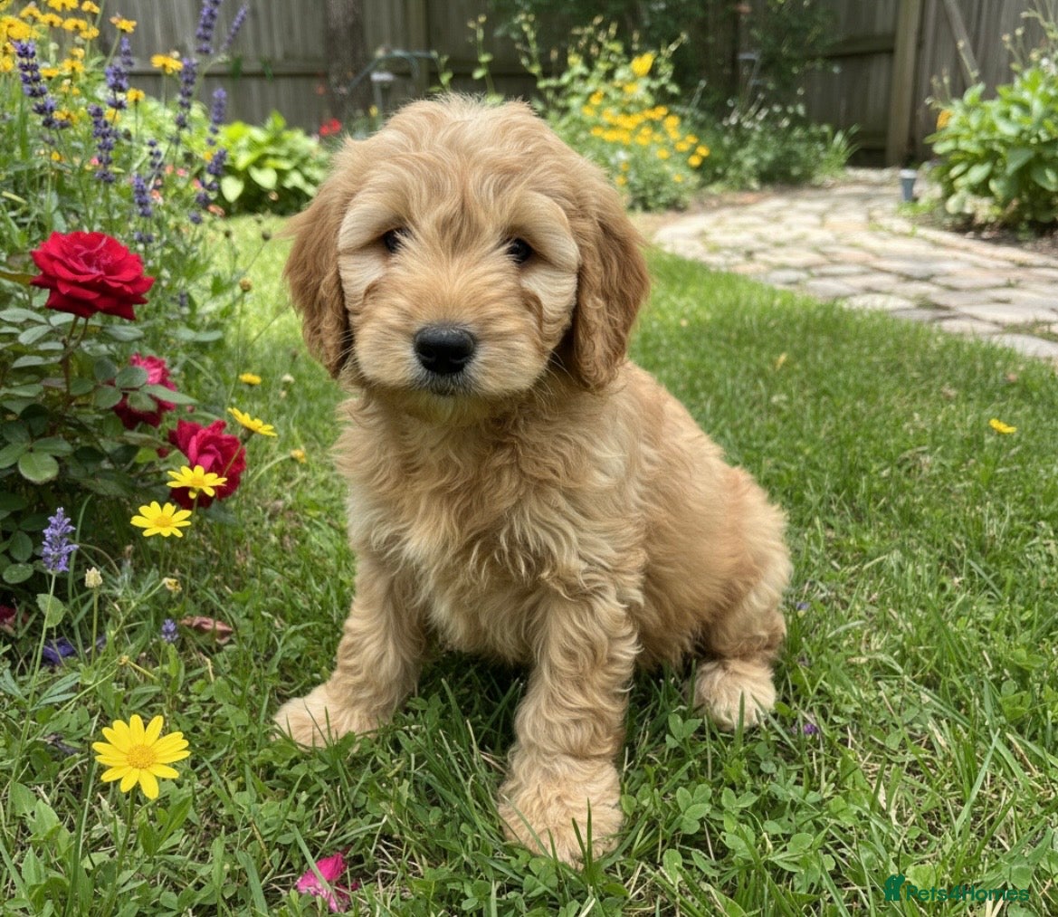 Cockapoo dogs Miniature cockapoo s - Advert 2