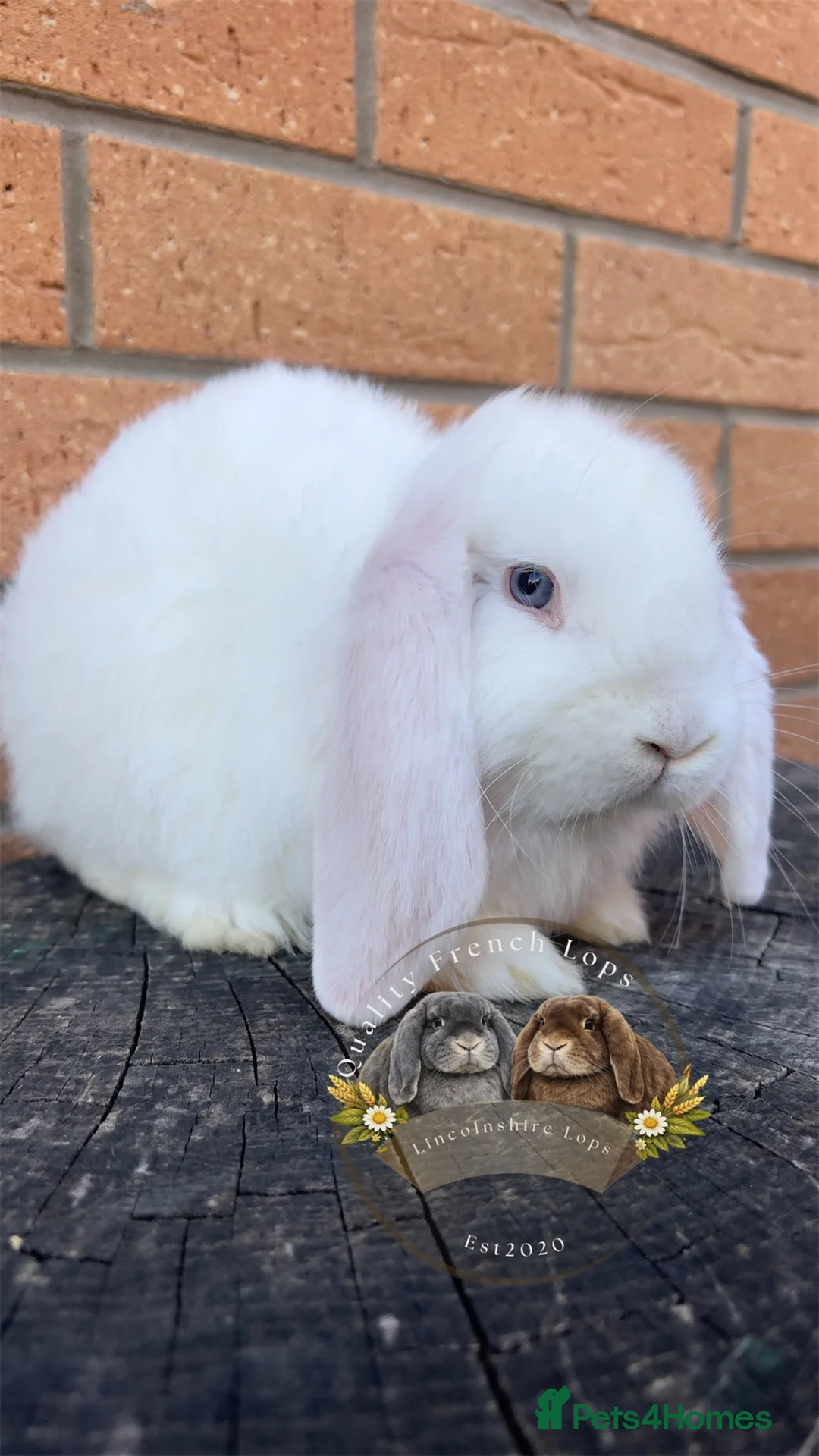 French Lop rabbits for sale: Quality French Lop Rabbits - Advert 2