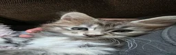 Maine Coon cats for sale: 3 beautiful maincoon kittens  - Advert 13