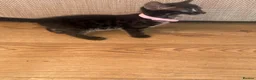 Mixed Breed cats for sale: Half bengal kittens  in Brandon - Advert 20