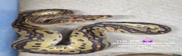 Python Snake reptiles for sale:  Various ball pythons  - Advert 12