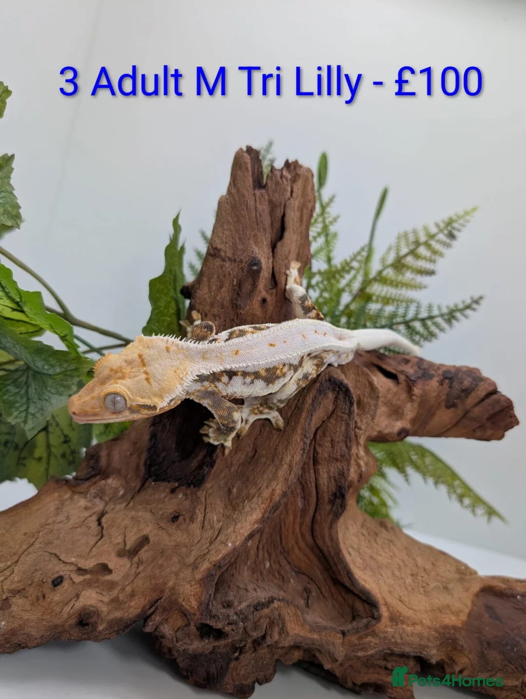 Gecko reptiles for sale: Beautiful Mix of Crested Geckos - Advert 32