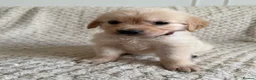 Golden Retriever dogs for sale: Golden Retriever Puppies  in Templecombe - Advert 3