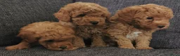 Toy Poodle dogs for sale: Quality KC Genetically health tested toy poodles  - Advert 7
