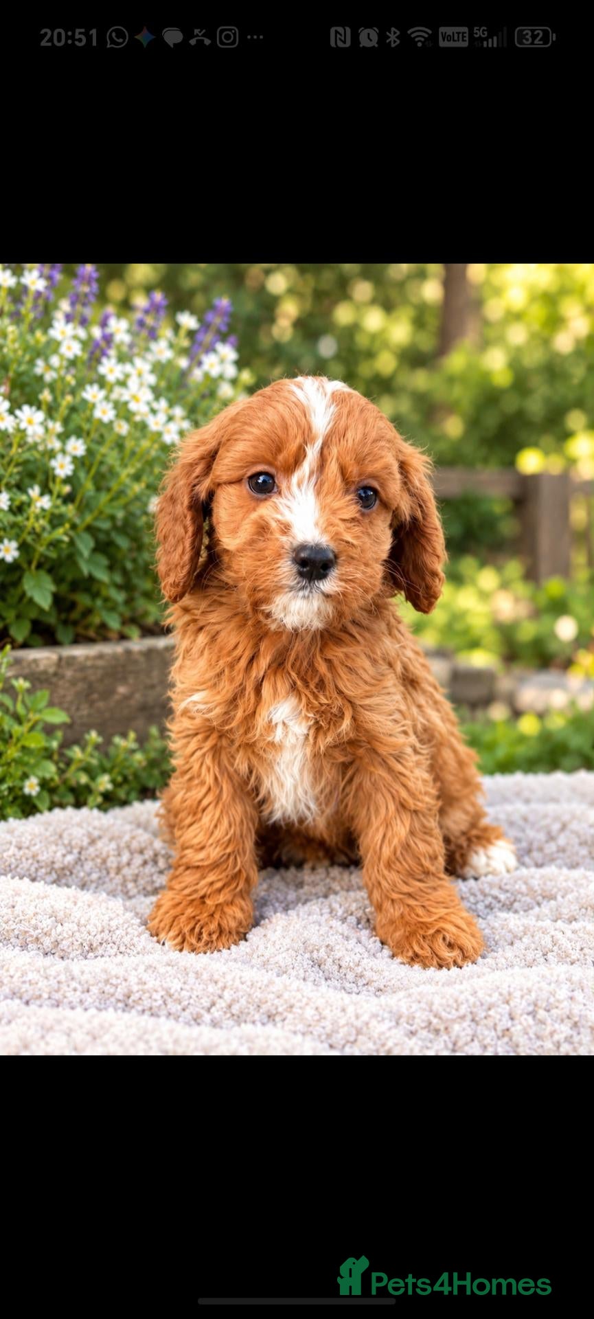 Cavapoo dogs Gorgeous Ruby Cavapoo Puppies  - Advert 2