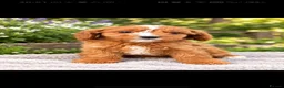 Cavapoo dogs for sale: Gorgeous Ruby Cavapoo Puppies  - Advert 2