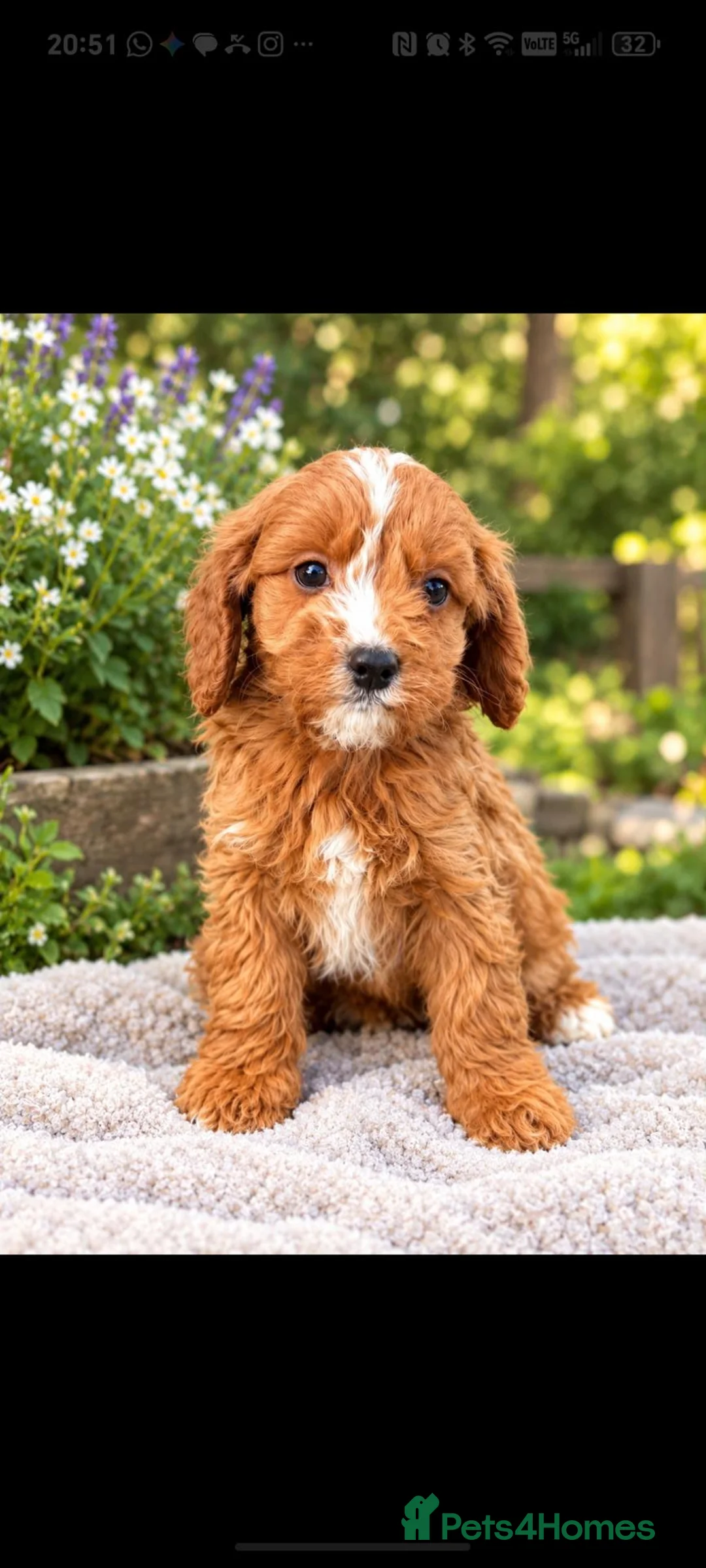 Cavapoo dogs for sale: Gorgeous Ruby Cavapoo Puppies  - Advert 2