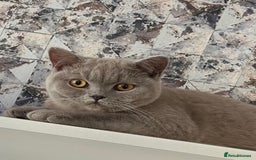 Scottish Fold cats for sale: British short hair and Scottish fold boys - Advert 2