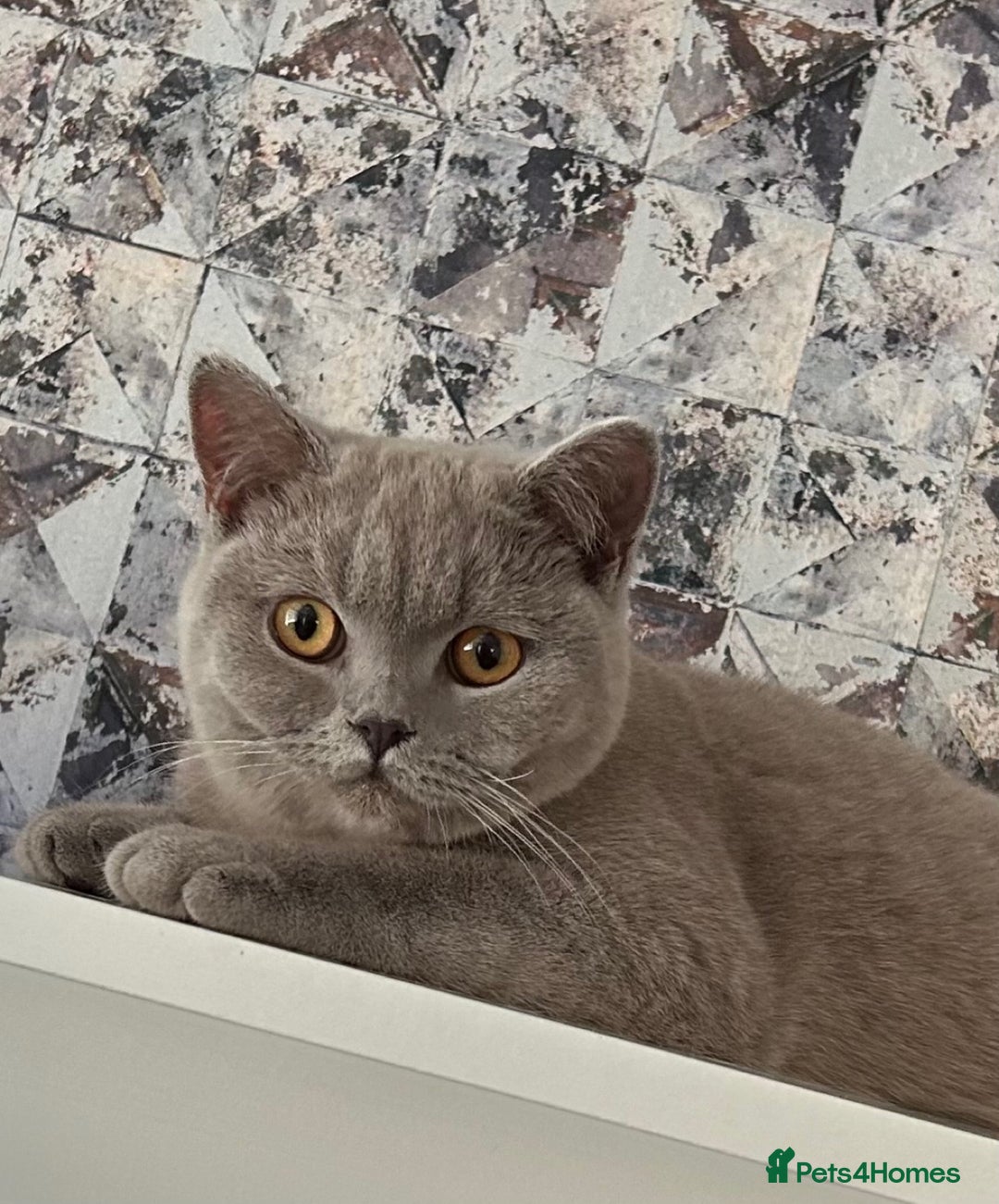 Scottish Fold cats for sale: British short hair and Scottish fold boys - Advert 2