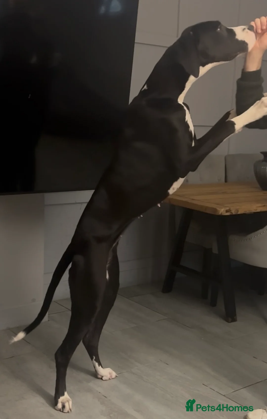 Great Dane dogs for sale: 🏡 Beautiful 13-Month-Old Mantle Great Dane 🤍🖤 - Advert 7