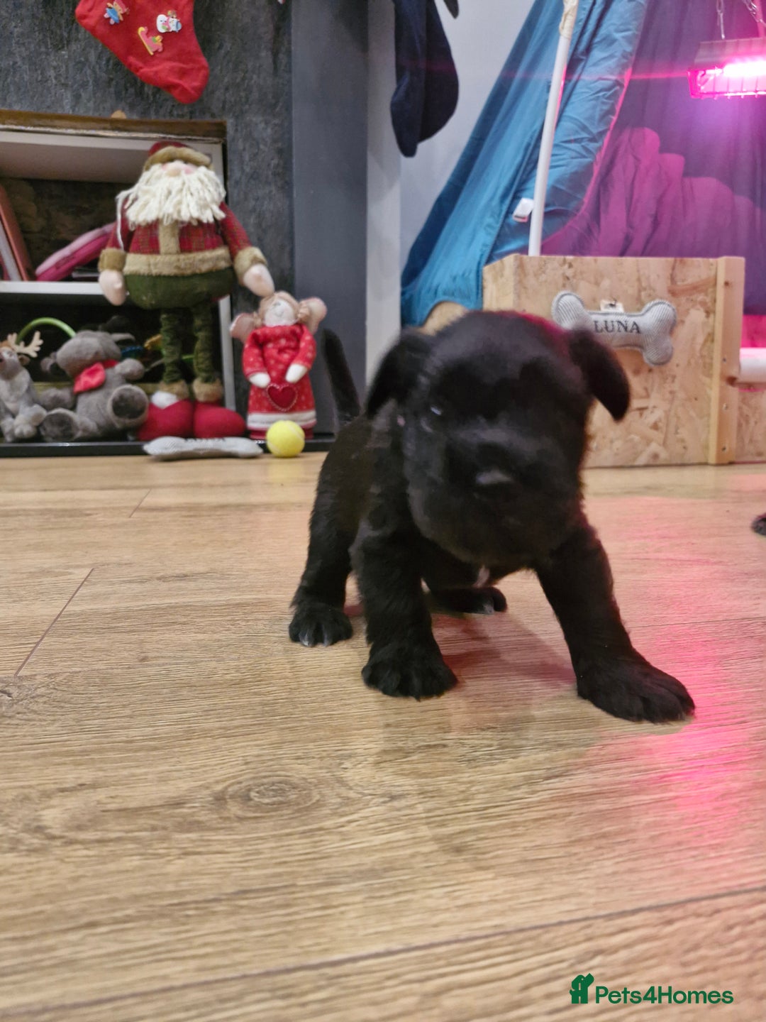 Miniature Schnauzer dogs for sale: Miniature Schnauzer puppies  - Advert 4