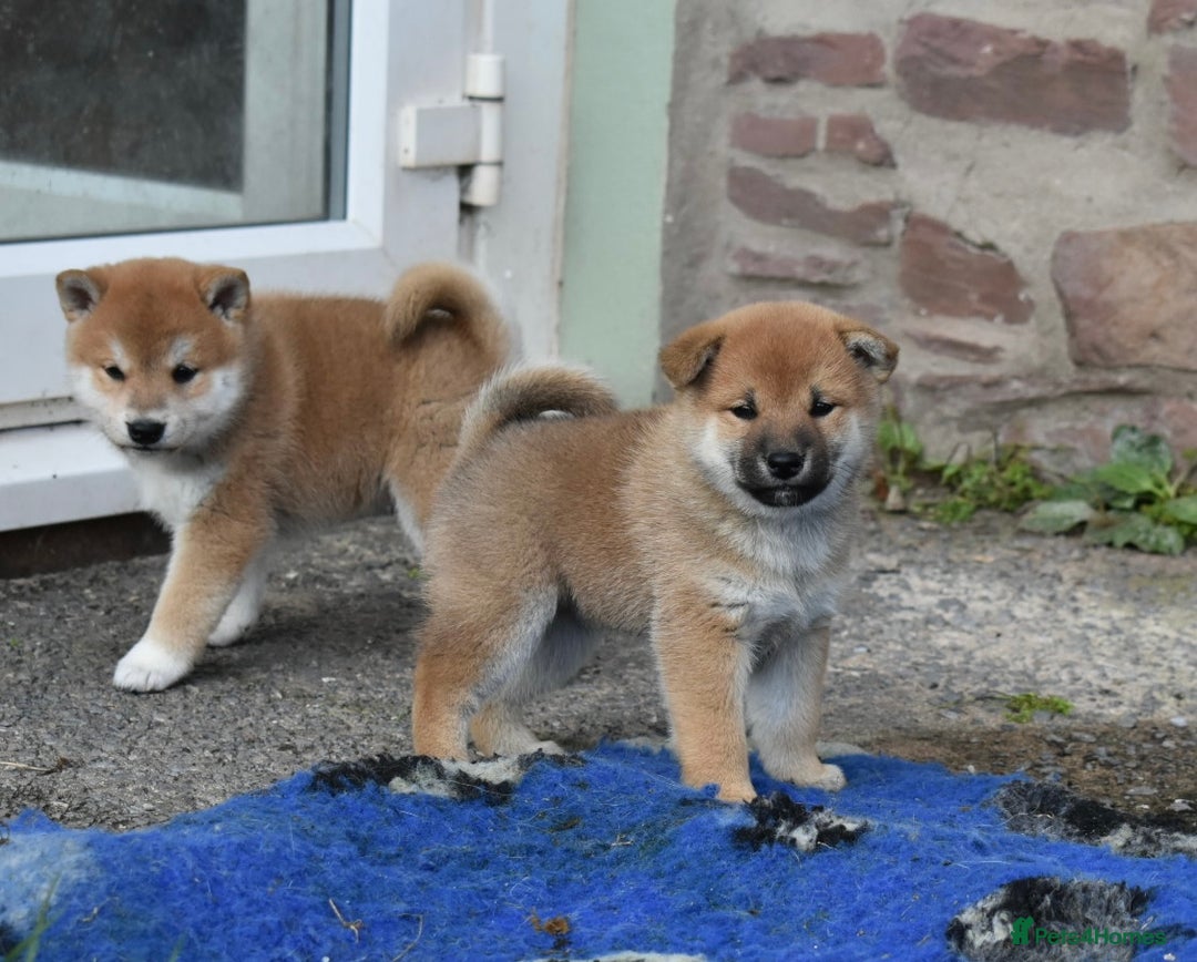 Japanese Shiba Inu dogs for sale: Health tested Japanese Shiba Inu Puppies - Image 14