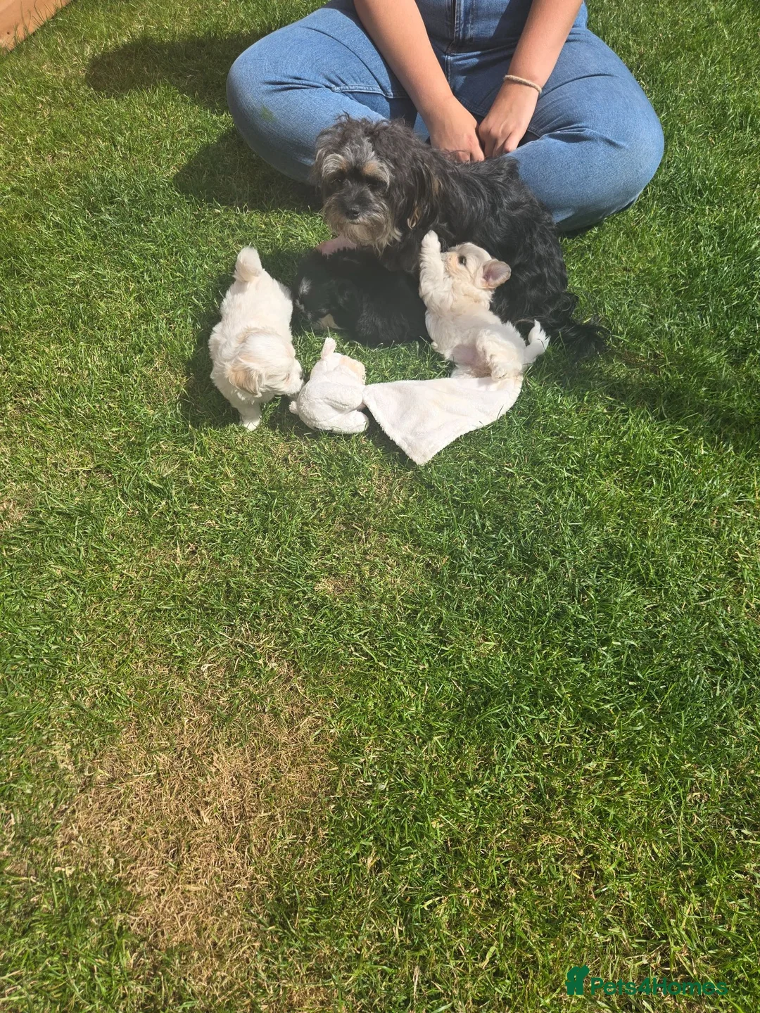 Mixed Breed dogs for sale: Long haired chihuahua x Bichon Frise  - Advert 18