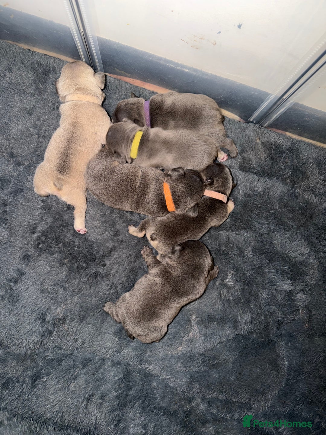 French Bulldog dogs for sale: French bulldog puppies  - Advert 6