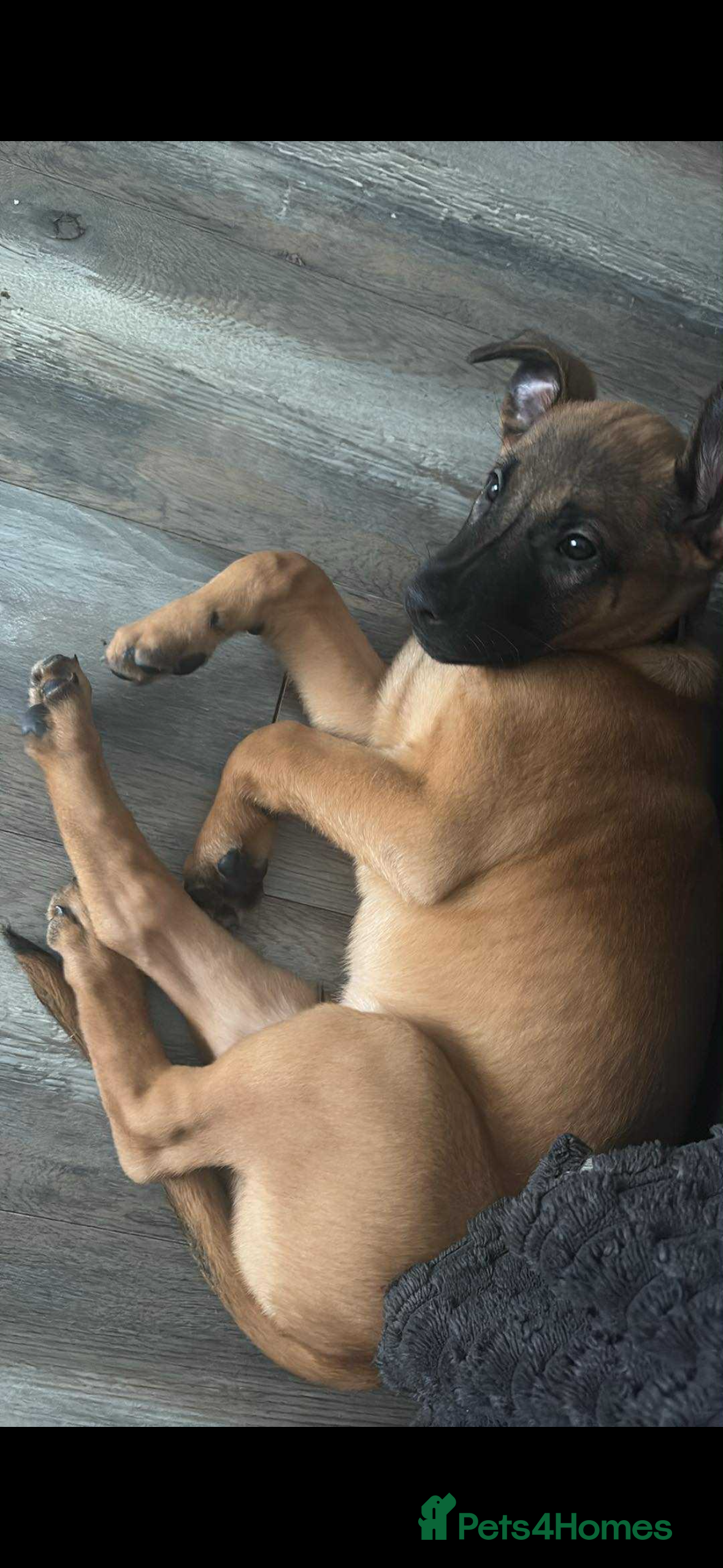 Mixed Breed dogs Mali puppies  - Advert 5