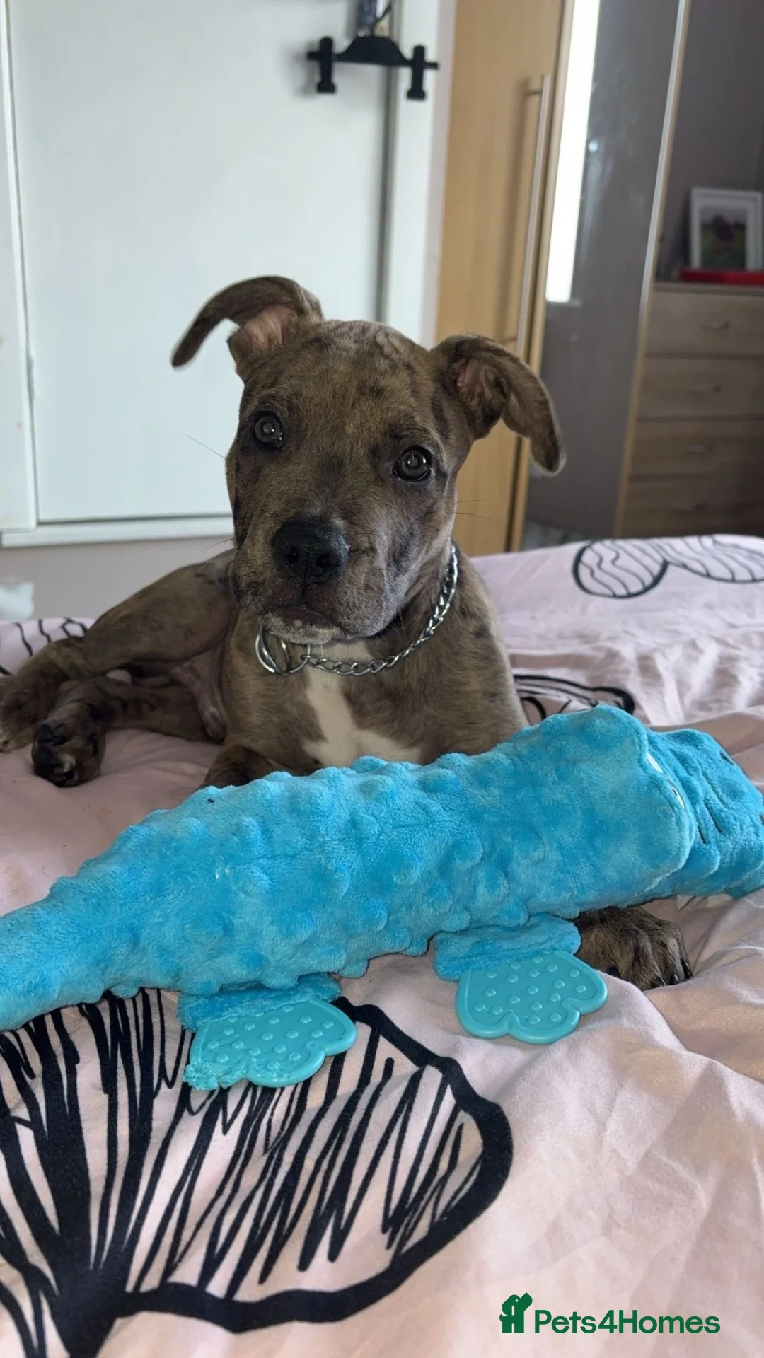 Mixed Breed dogs for sale: Bully cross breed  in Manchester - Advert 6