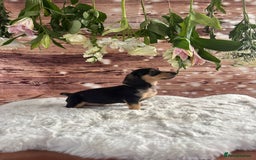 Dachshund dogs for sale: Tiny dachshund ready now! - Image 6