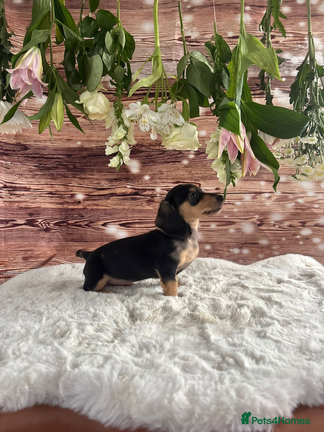 Dachshund dogs for sale: Tiny dachshund ready now! - Image 6