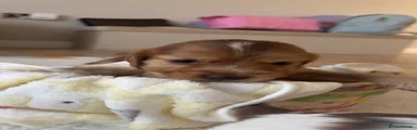 Cocker Spaniel 4