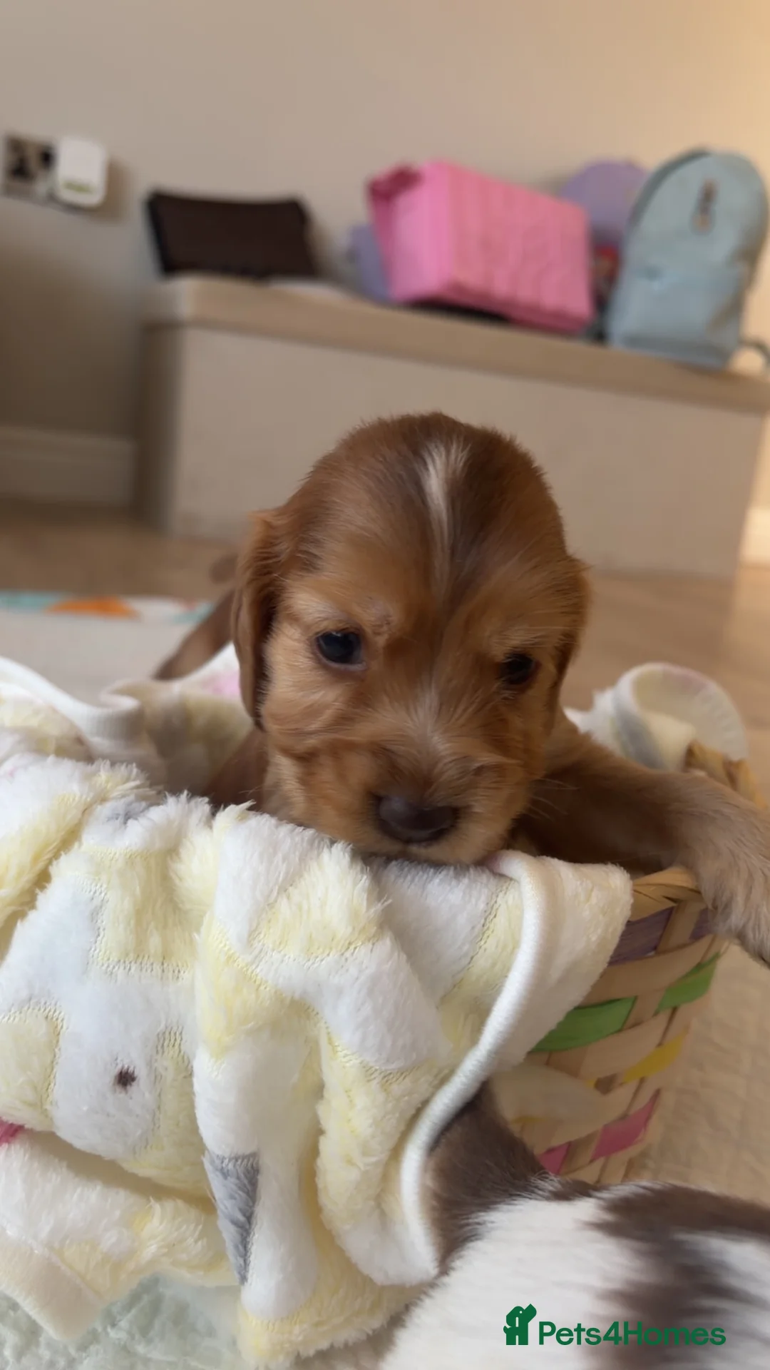Cocker Spaniel dogs for sale: ⭐️⭐️⭐️⭐️kc registered show cocker spaniels⭐️⭐️⭐️⭐️ in Stockton-on-Tees - Advert 2