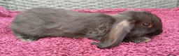 Mini Lop rabbits for sale: Cute French x Mini Lop Ready to Go!!! - Advert 21