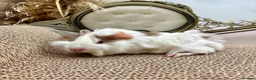 Guinea Pig rodents for sale: LOTS OF BABY BOYS AVAILABLE 🩵🏡💫 - Advert 12