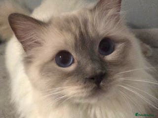 Ragdoll cats GCCF Lilac Point Ragdoll Stud Proven - Advert 6