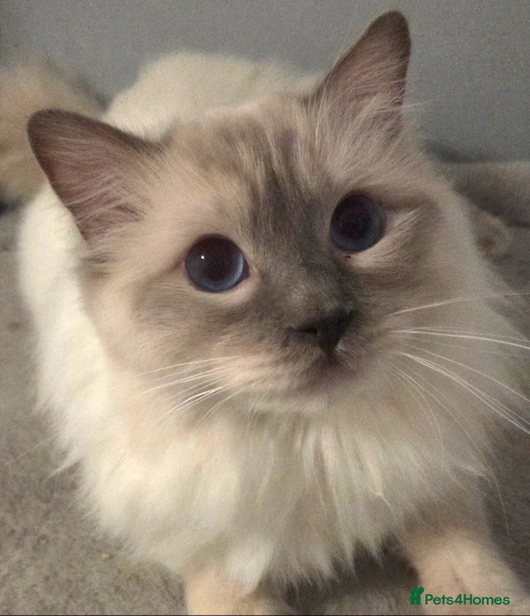 Ragdoll cats for stud: GCCF Lilac Point Ragdoll Stud Proven - Advert 1