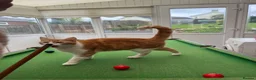Mixed Breed cats for sale: Male ginger and white kitten - Advert 3