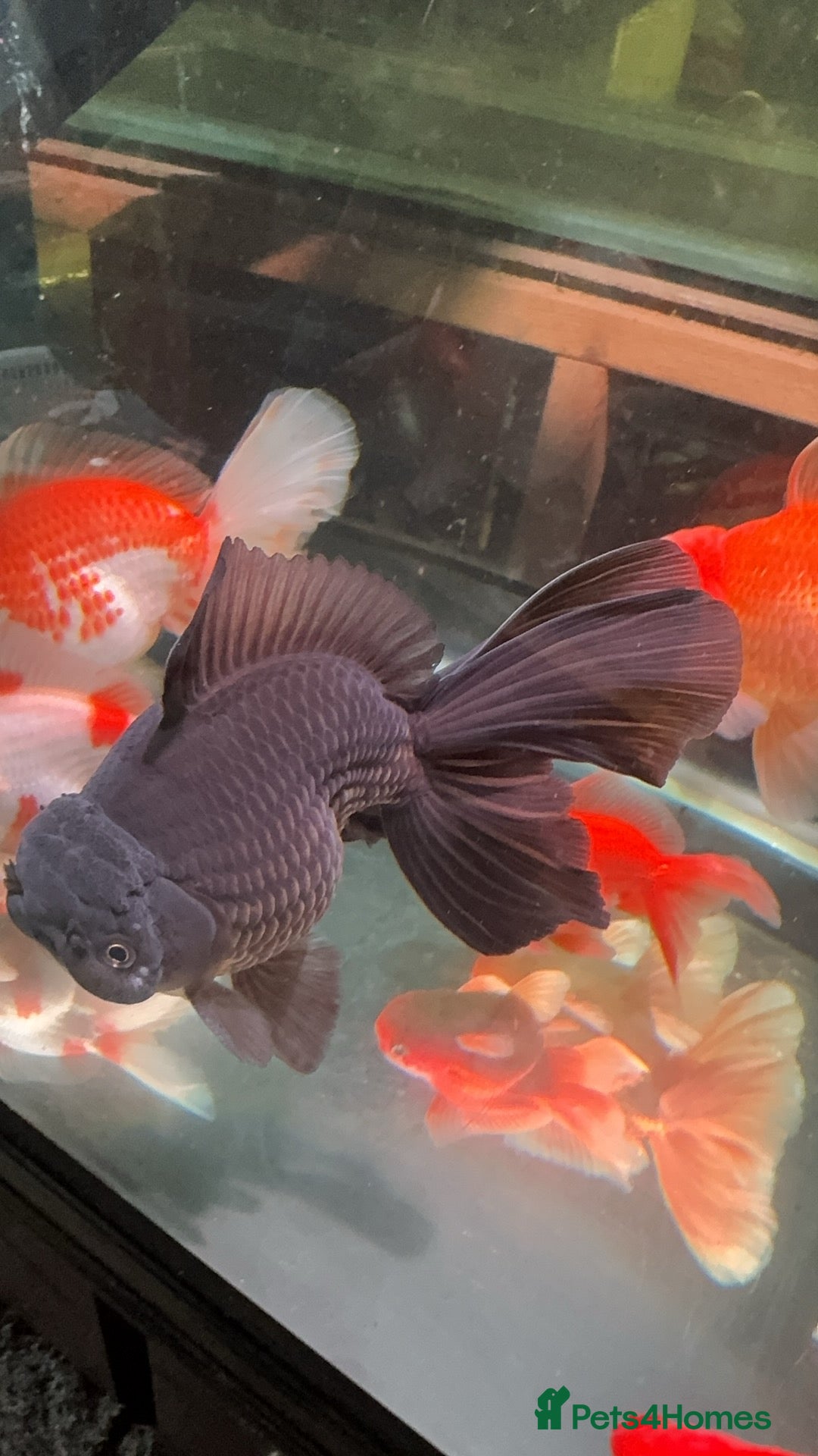 Fancy Goldfish fish for sale: Thai pleated goldfish - Image 3