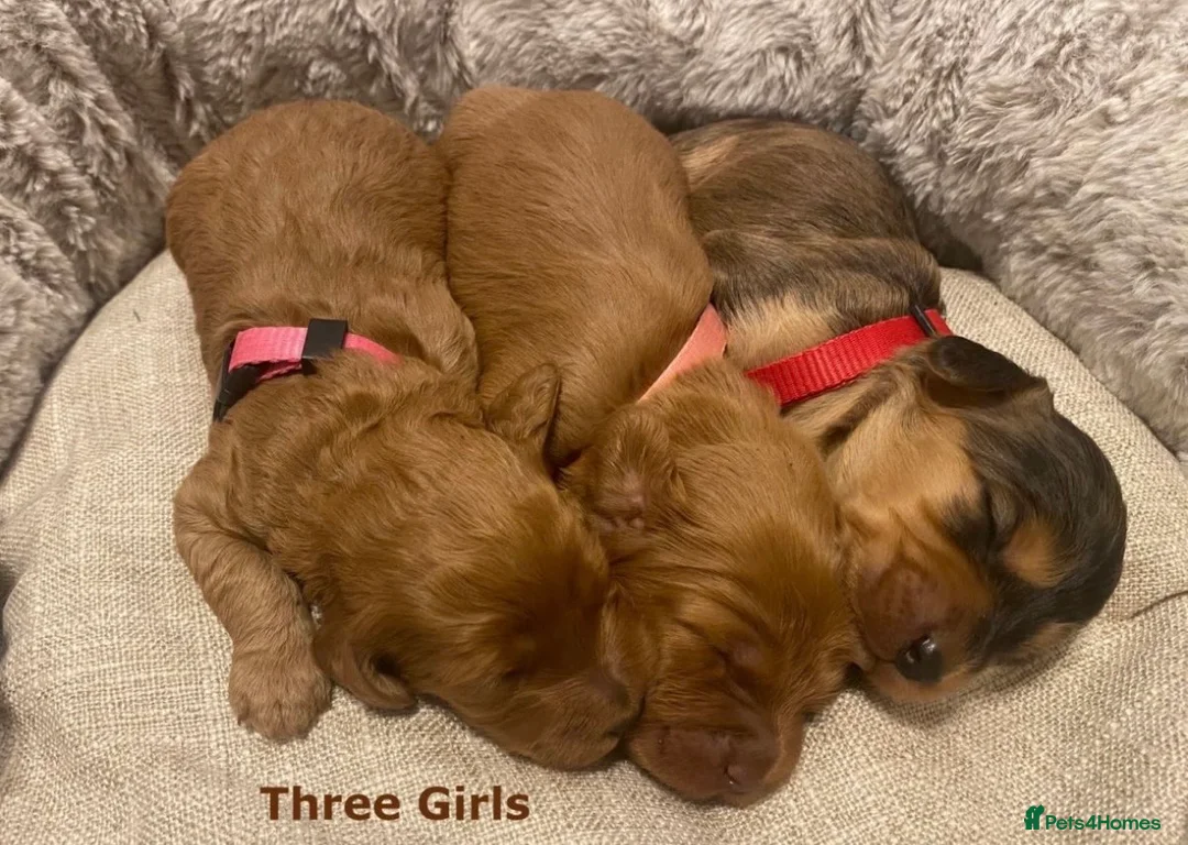 Cockapoo dogs for sale: *stunning cockapoos* - Advert 2