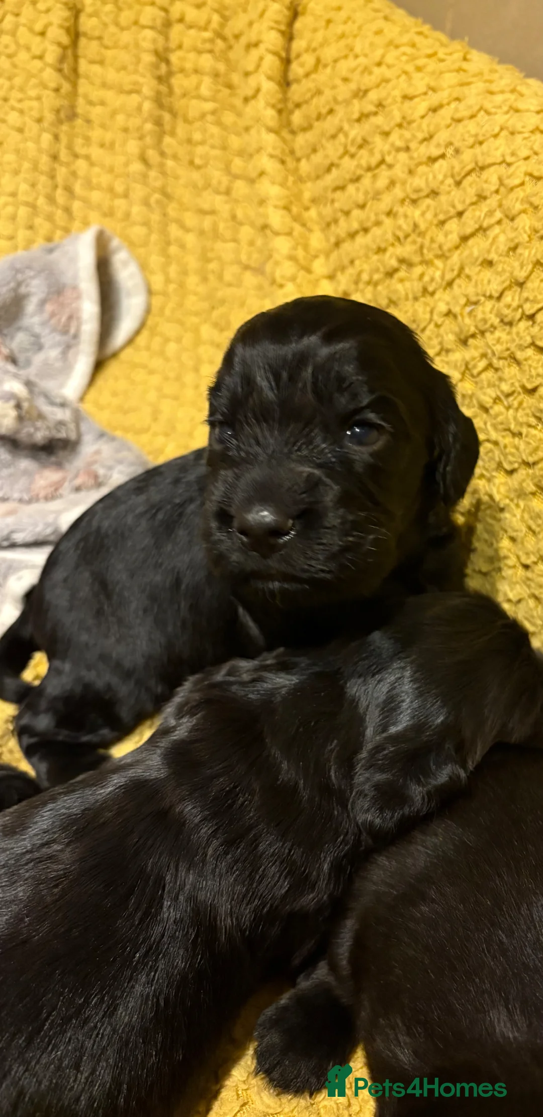 Cocker Spaniel dogs for sale: cocker spaniels puppies looking for forever homes - Advert 14