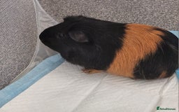 Guinea Pig rodents for sale: 2x girl Guinea pigs  - Image 2