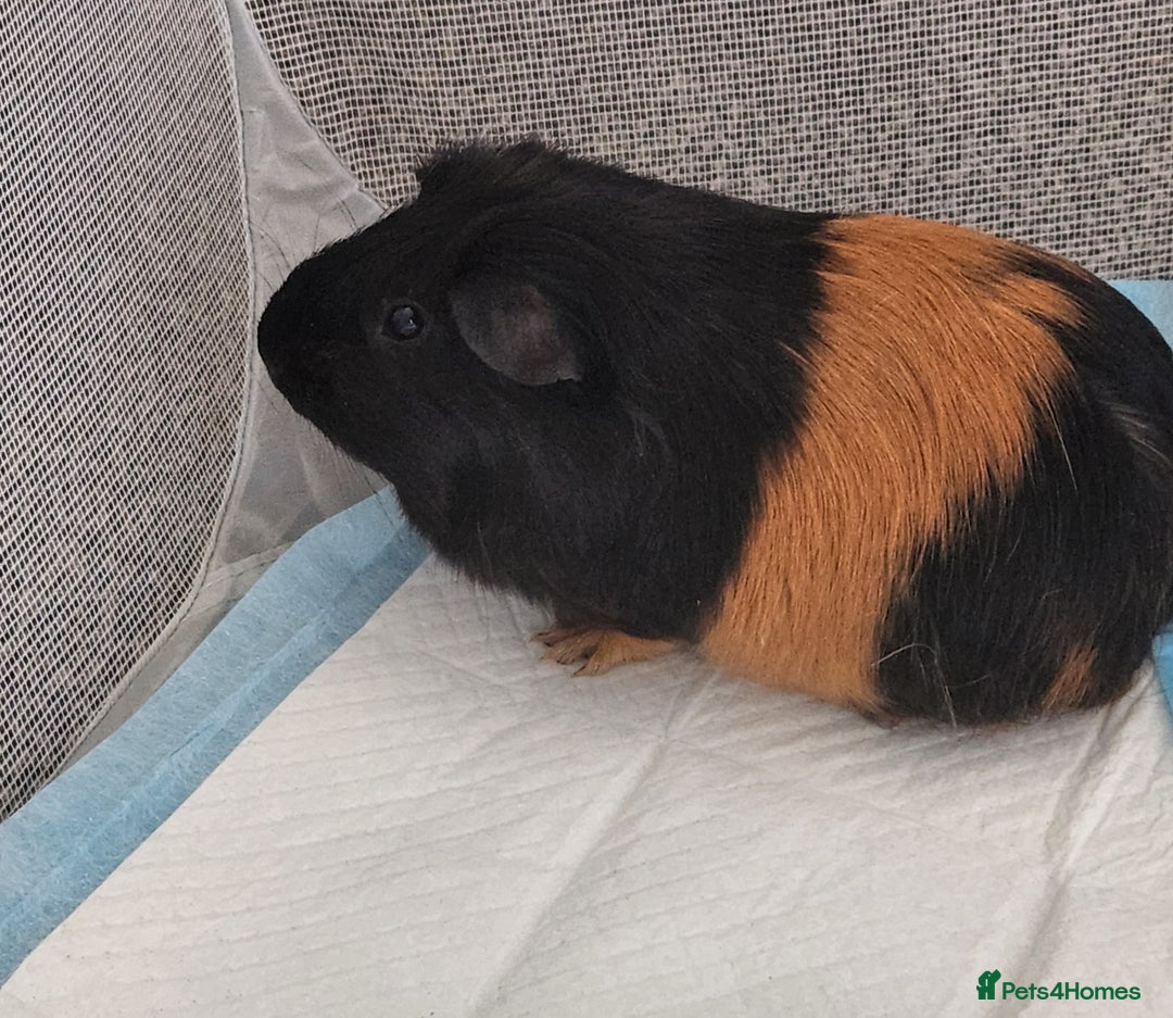 Guinea Pig rodents for sale: 2x girl Guinea pigs  - Image 2