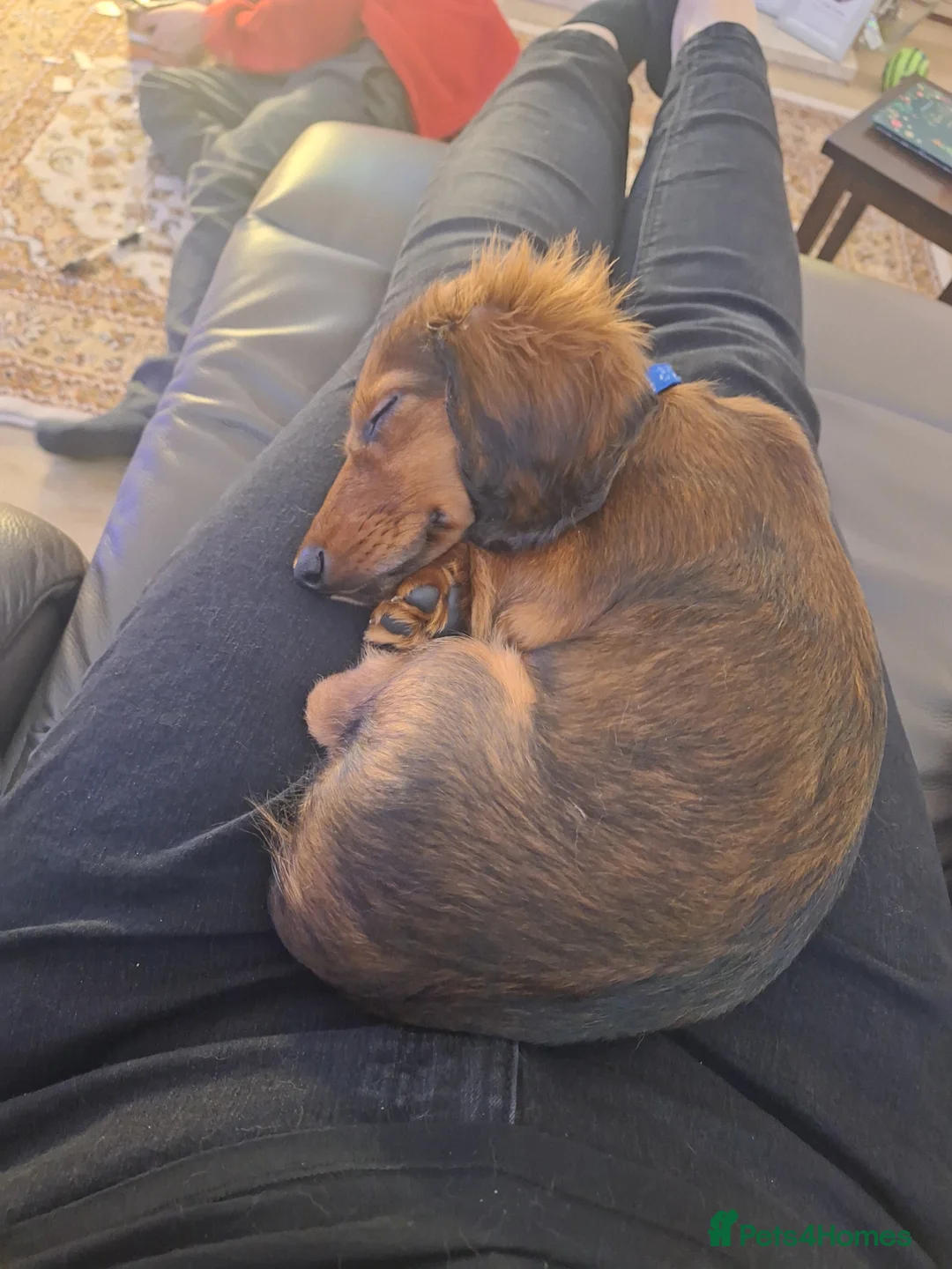 Miniature Dachshund dogs for sale: 6 month miniature long hair dachshund - Advert 15
