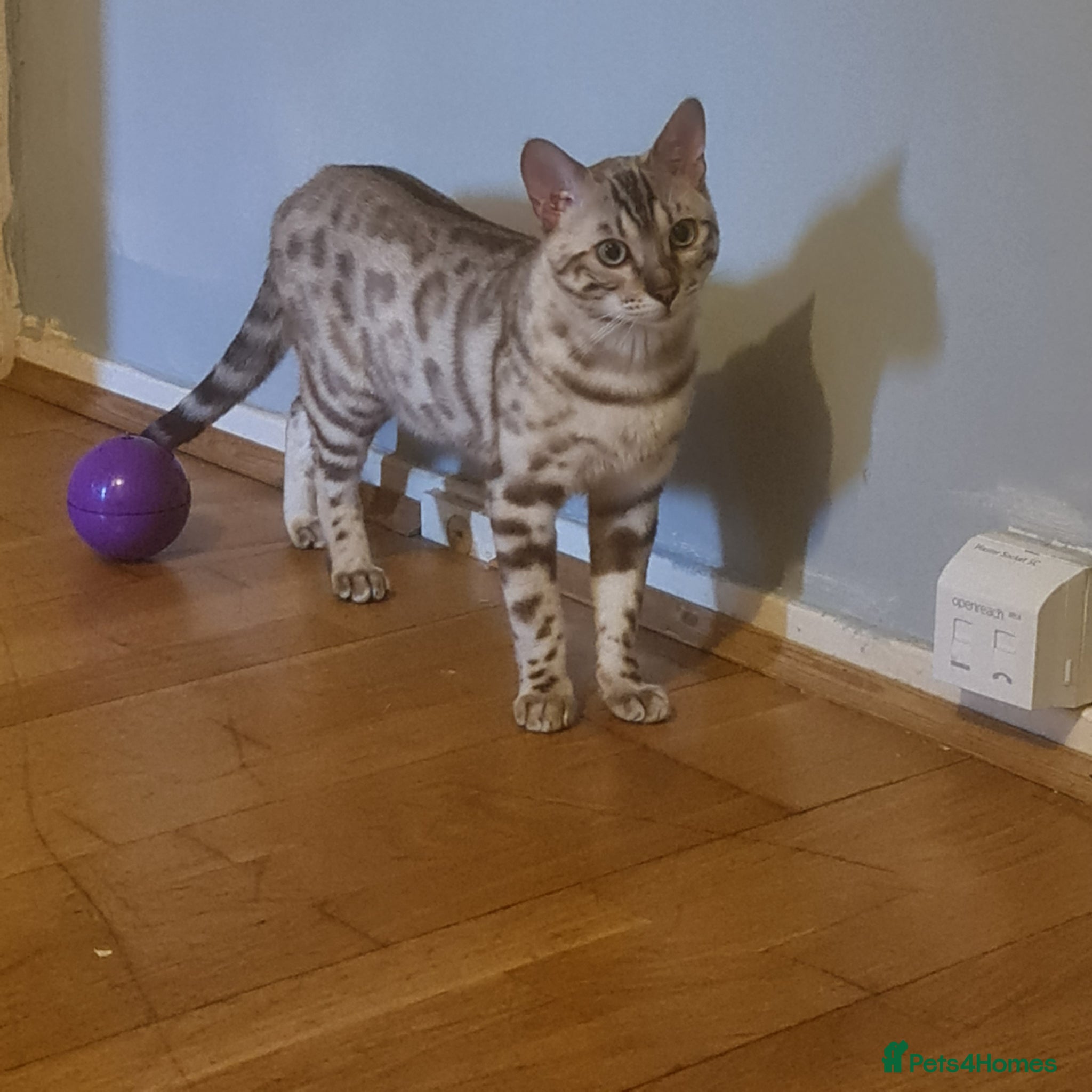 Bengal cats  Beautiful Snow bengal - Advert 11
