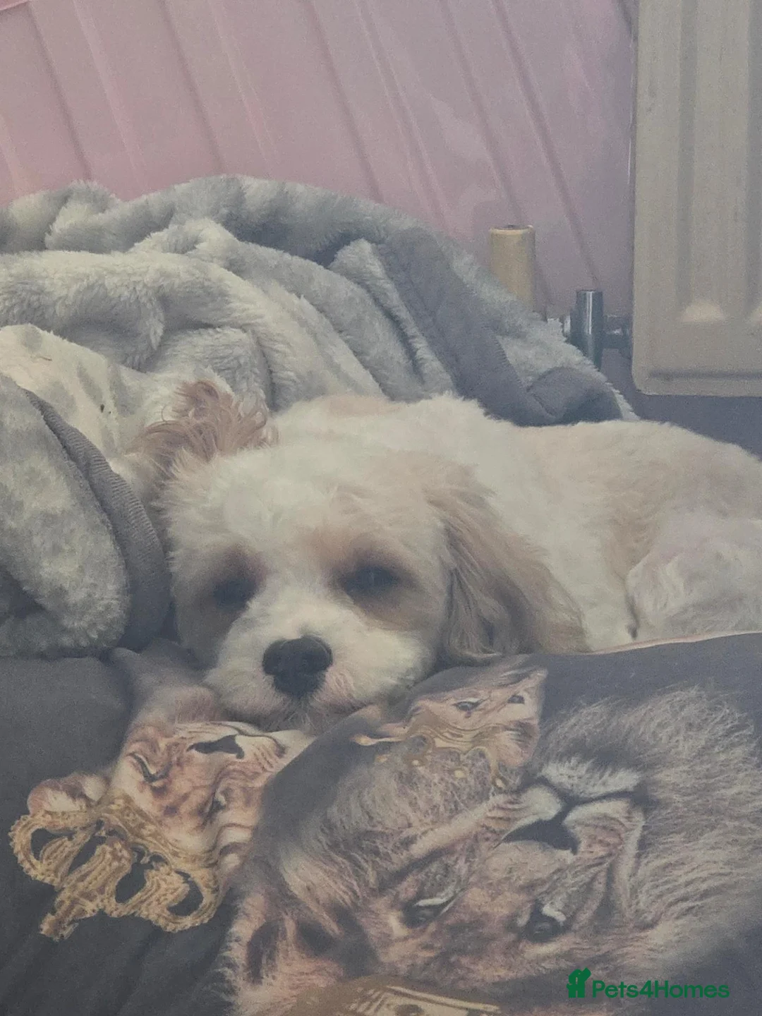 Cavapoo dogs for sale: Rehoming Male dog 3 years old - Advert 8