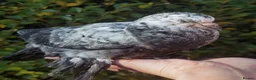 Pigeons birds for sale: Pigeons [Semi Hand-Raised] - Fancy & Racing Breeds - Advert 20