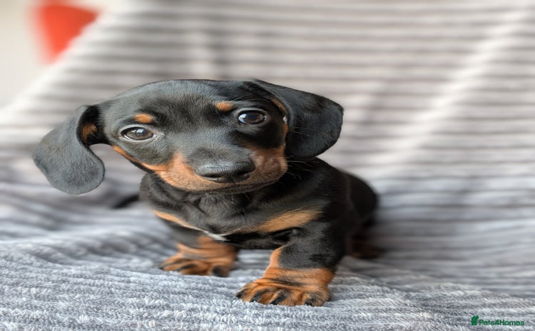 Miniature Dachshund dogs Genuine Miniature Dachshund Puppies -last pup left - Advert 4