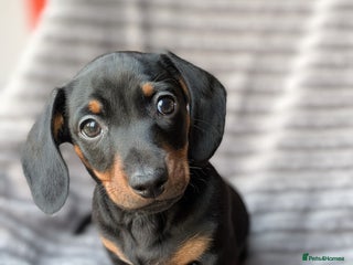 Miniature Dachshund dogs Genuine Miniature Dachshund Puppies -last pup left - Advert 15