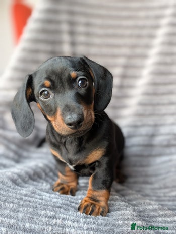 Miniature Dachshund dogs Genuine Miniature Dachshund Puppies -last pup left - Advert 4