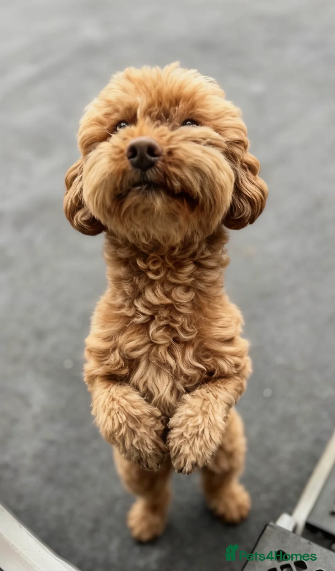 Miniature Poodle dogs for sale: 🐾 miniature poodle boy for sale 🐾 - Advert 1